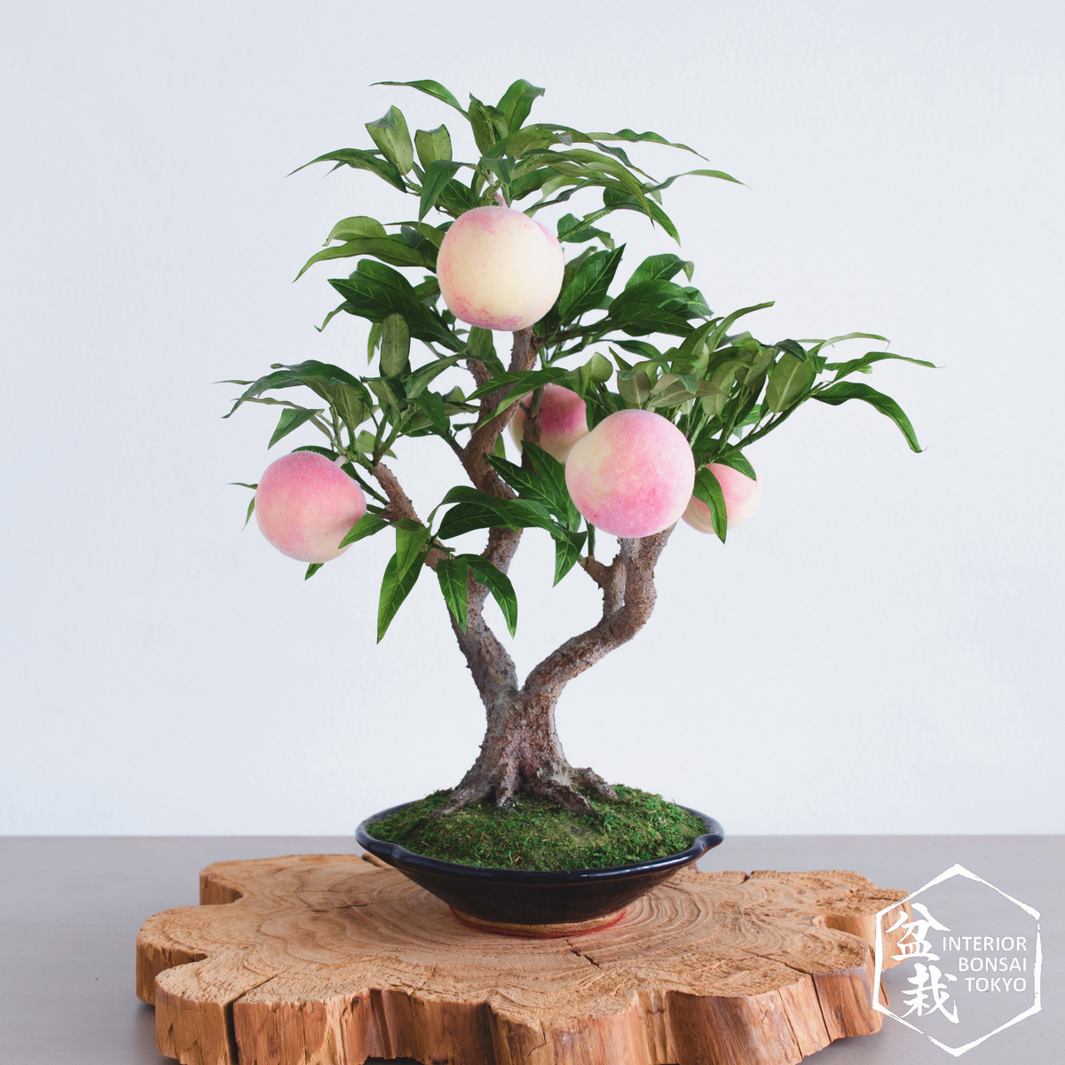【Artificial Bonsai】Momo_2