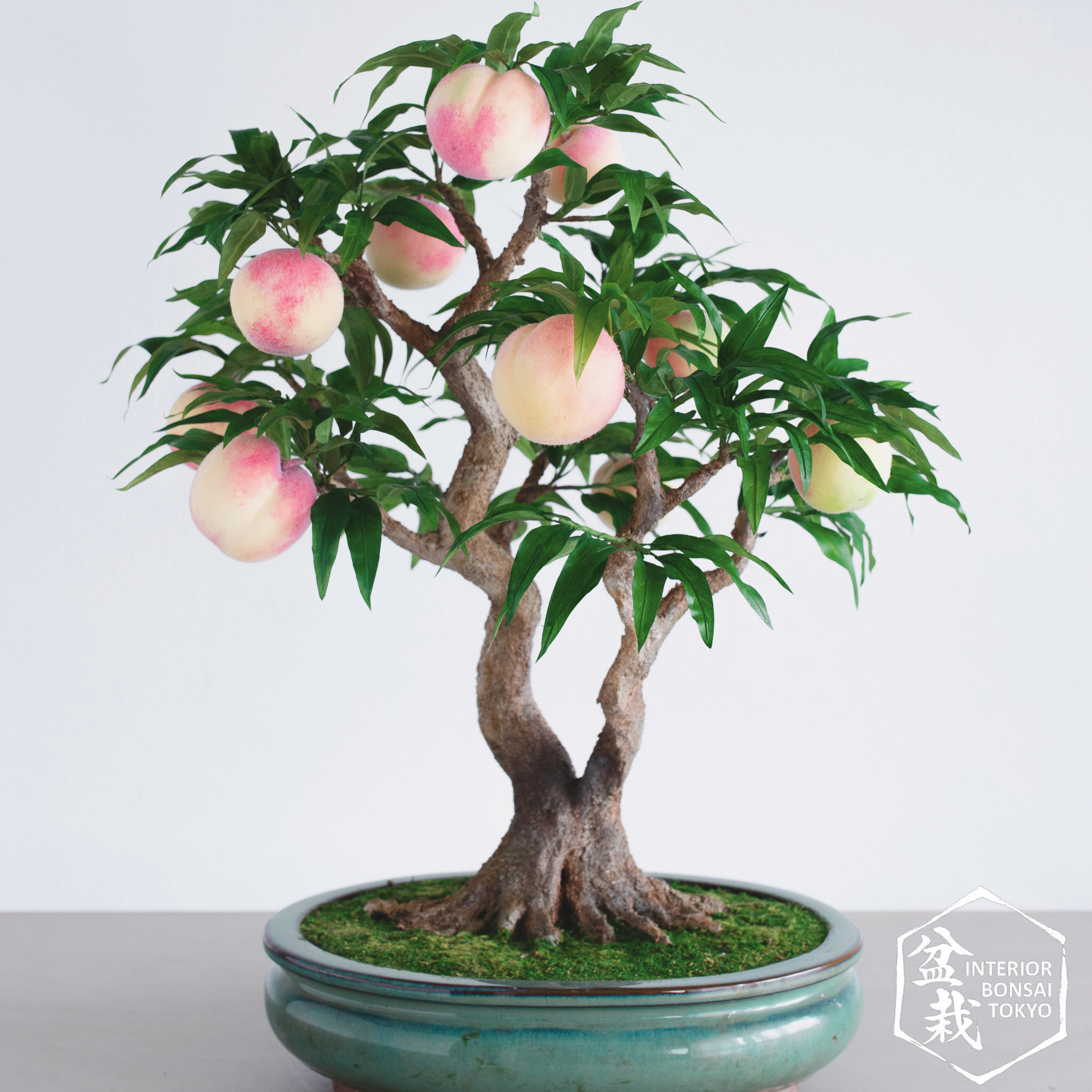 盆栽 FM.3110.51 Artificial Bonsai】Momo_3