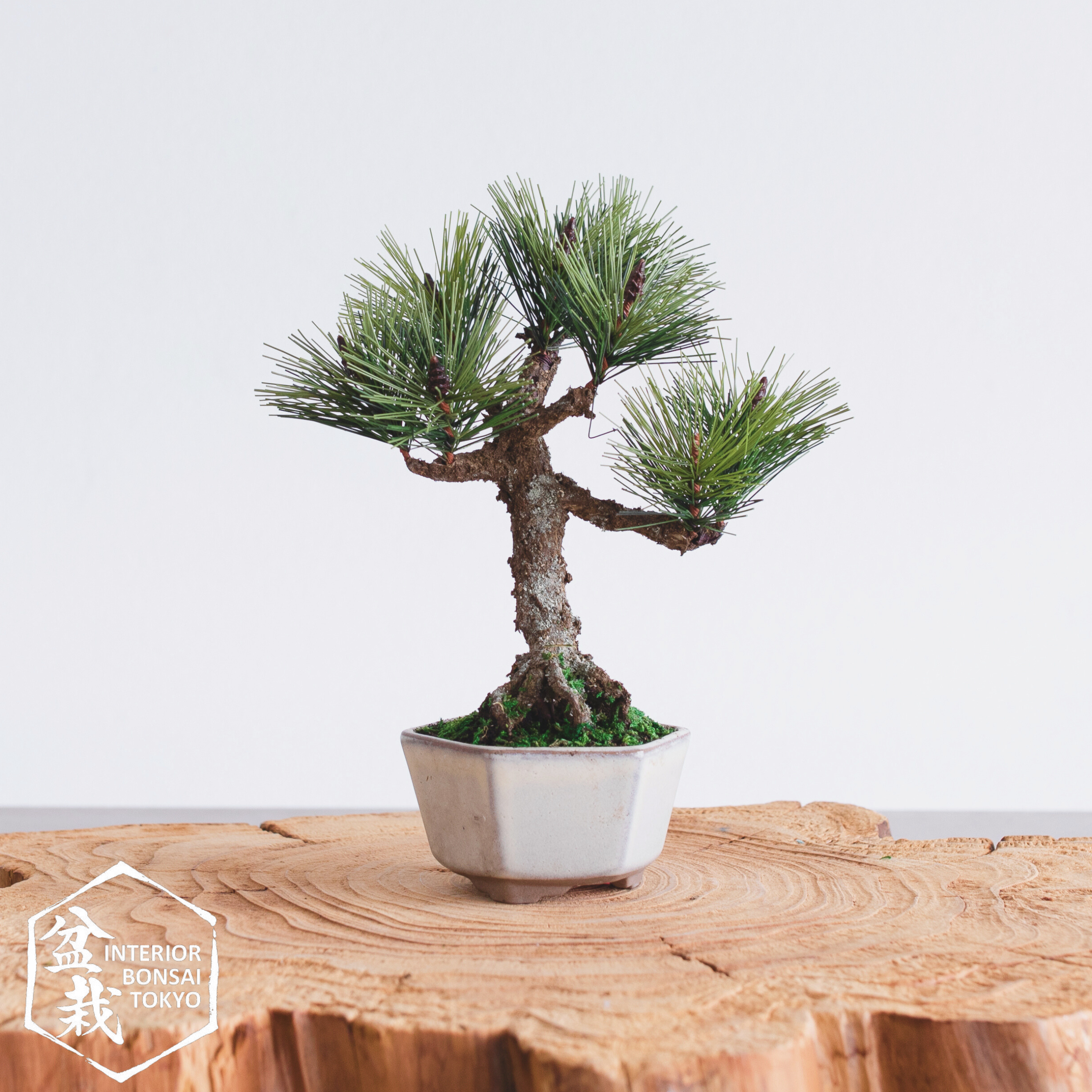 bonsai neagari 【Artificial Bonsai】Mini_0068 Neagari
