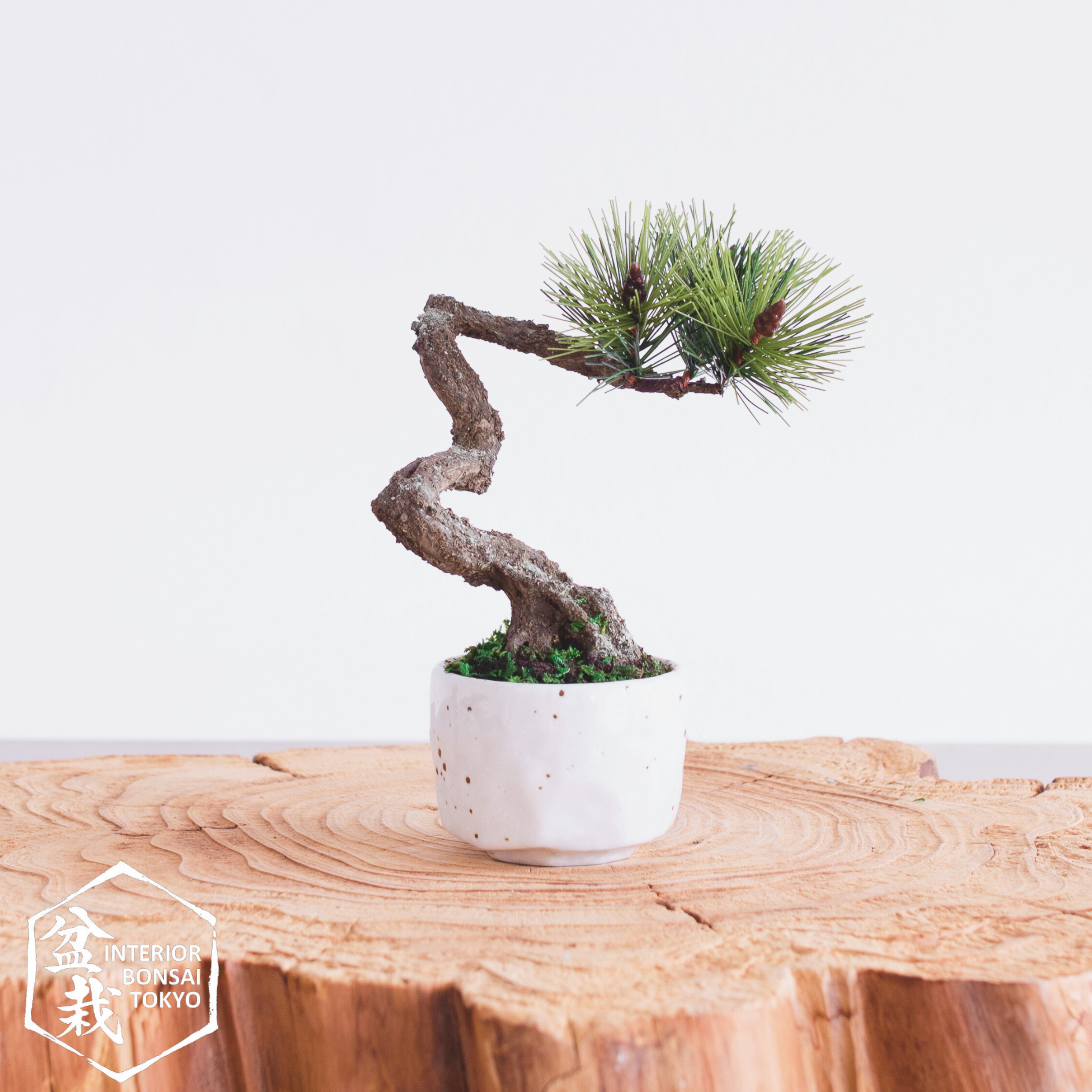 【Artificial Bonsai】Mini_0070 Fukinagashi