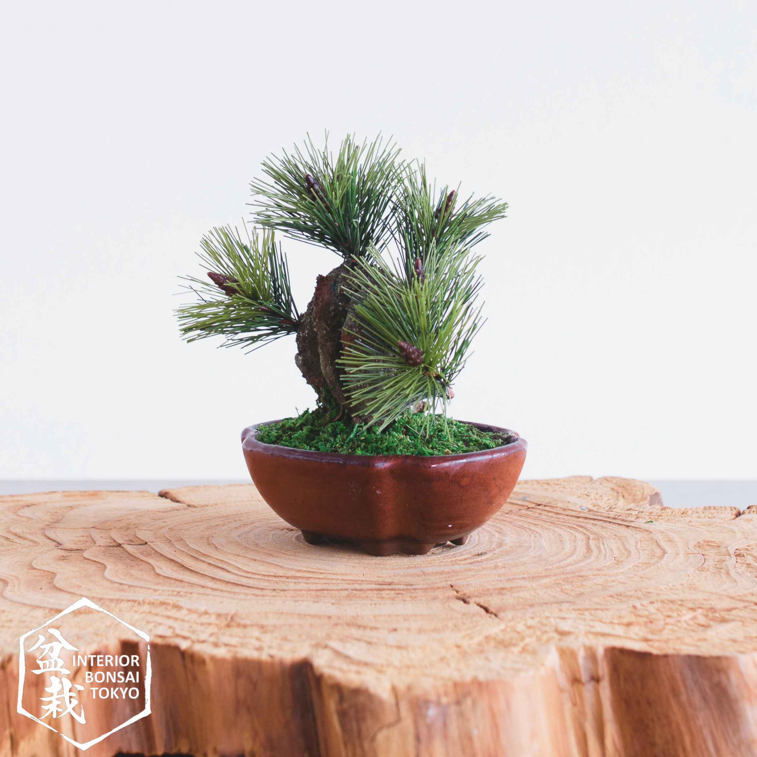 人工盆栽】Mini_0071 錦松