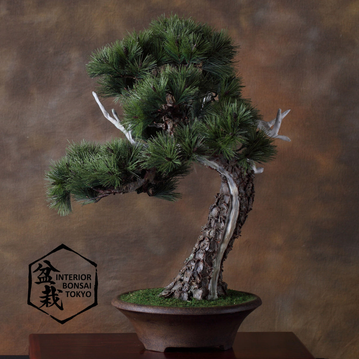 【Artificial Bonsai】Benkei
