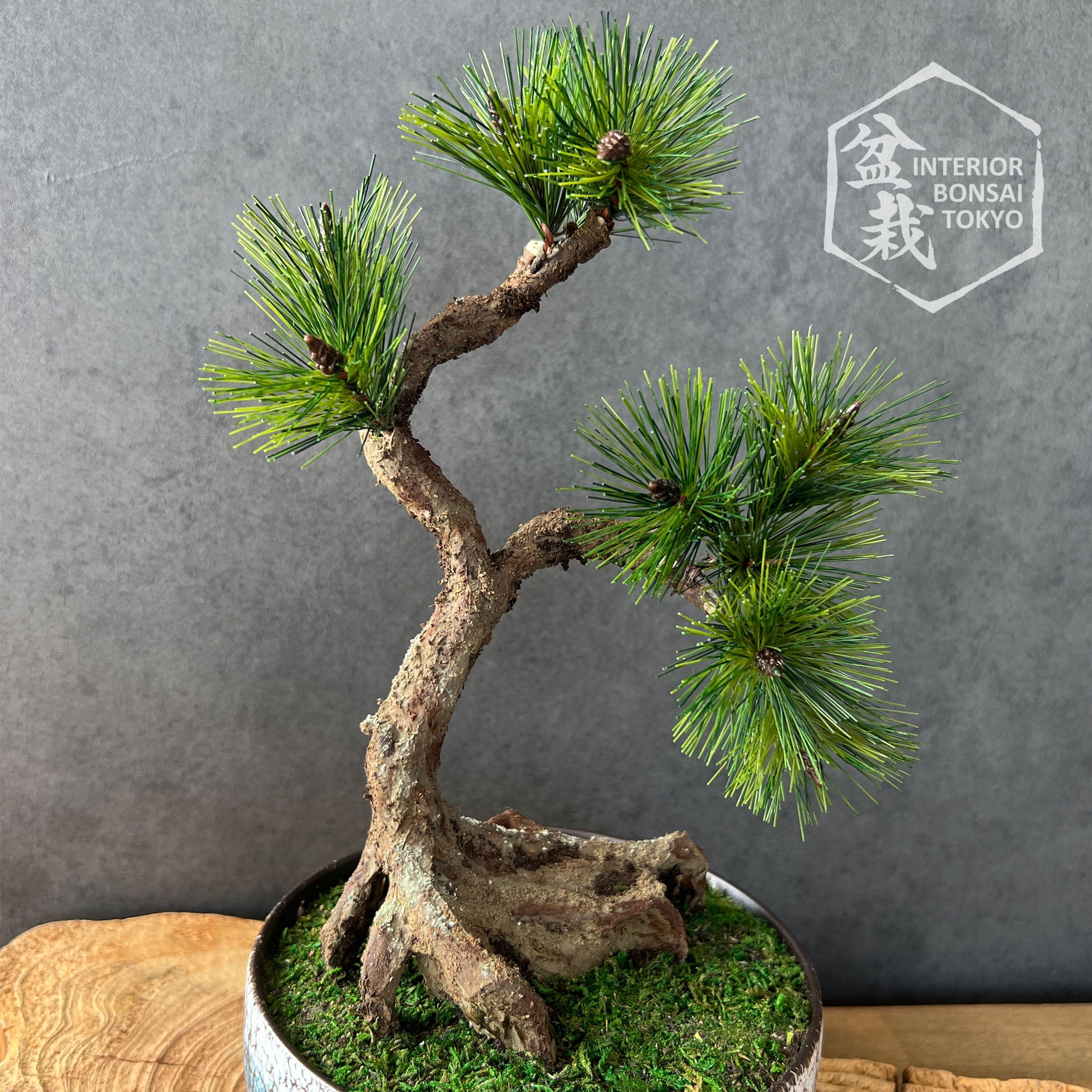 fake bonsai trees for sale Artificial Bonsai】Toshiie