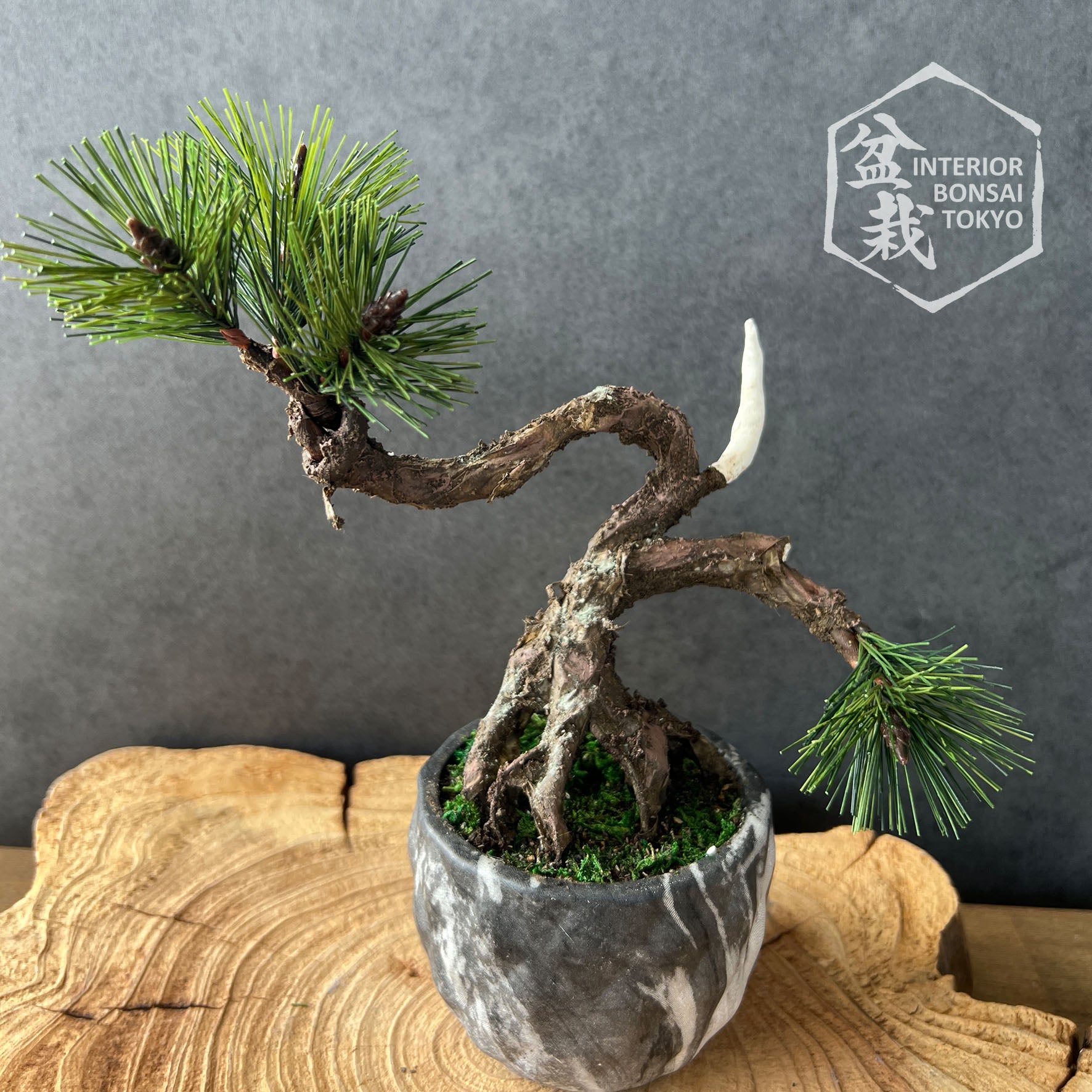 mini fake bonsai tree Artificial Bonsai】Mini_0057