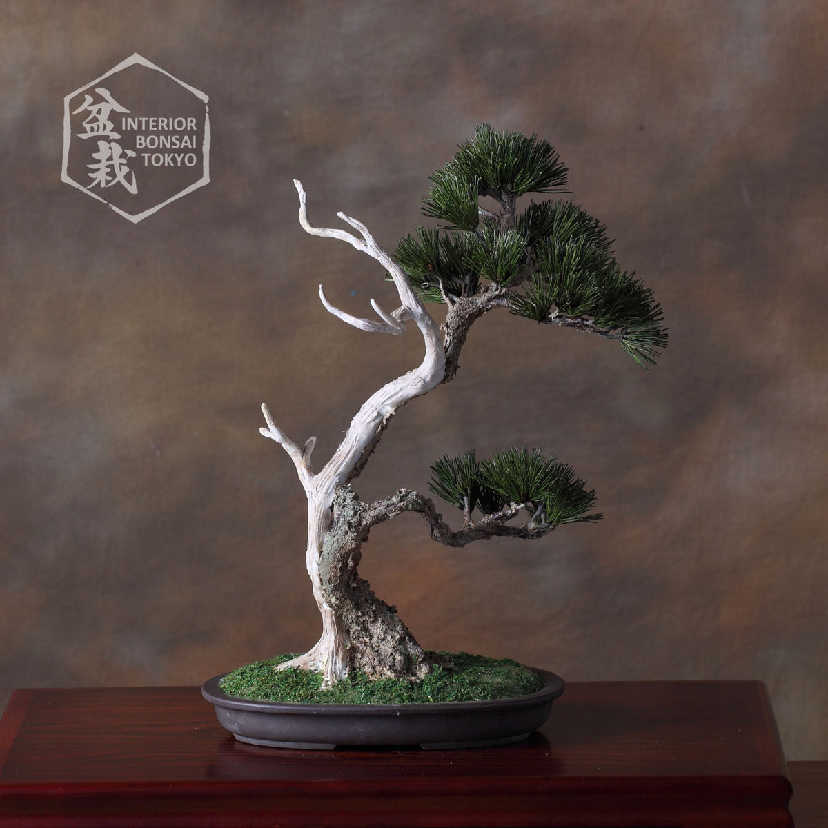 【Artificial Bonsai】Tadakatsu