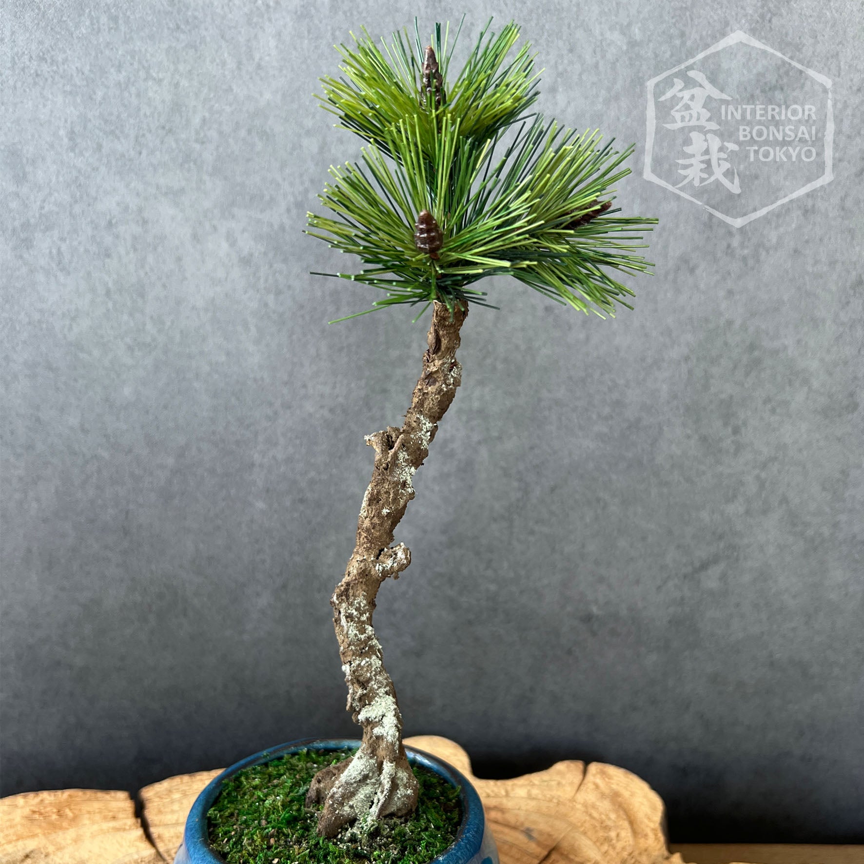 Come fare un bonsai artificiale - Fare Bonsai - Il bonsai artificiale