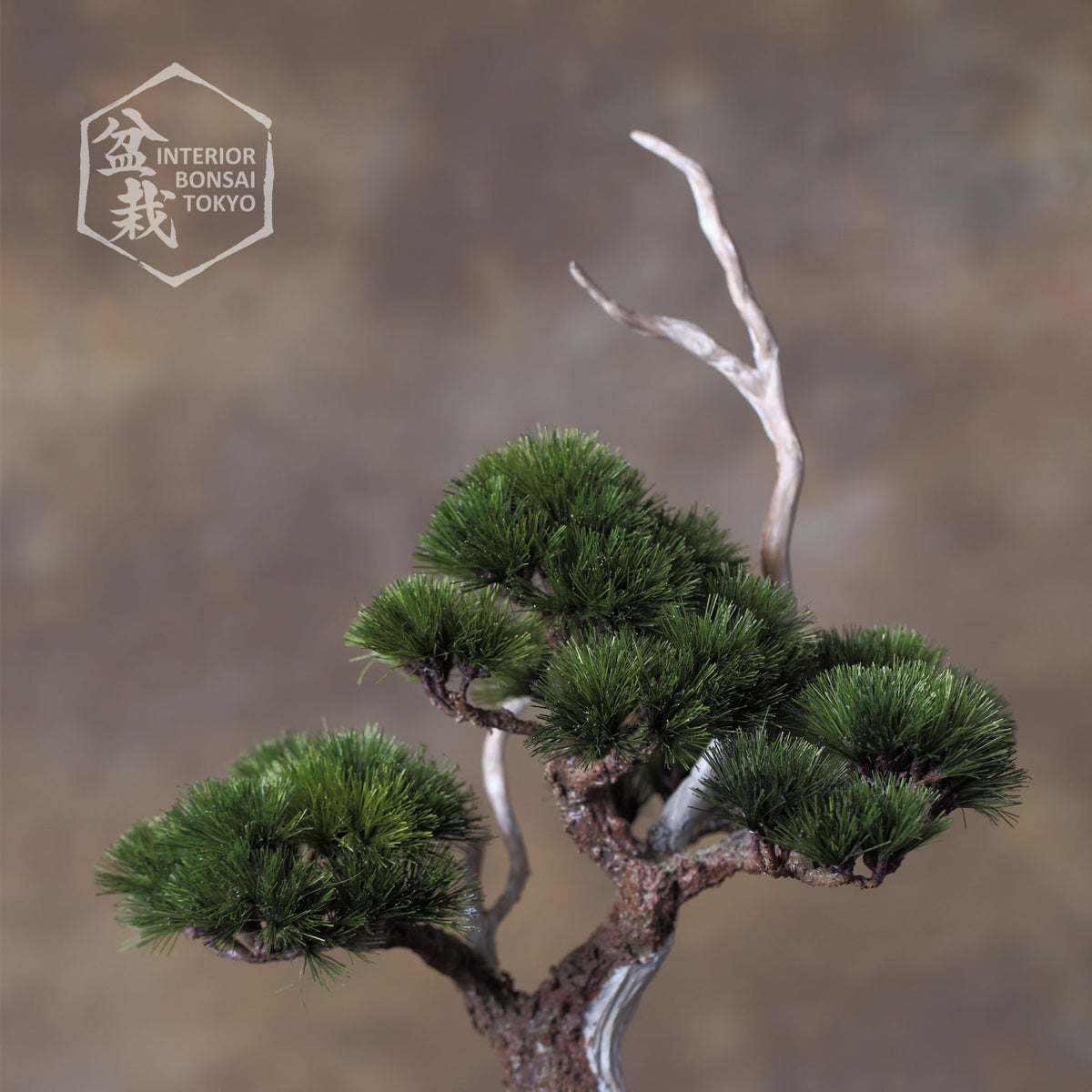 【Artificial Bonsai】Masamune