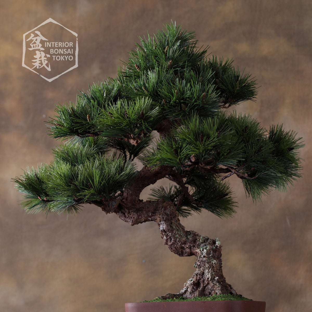 【Artificial Bonsai】Ieyasu