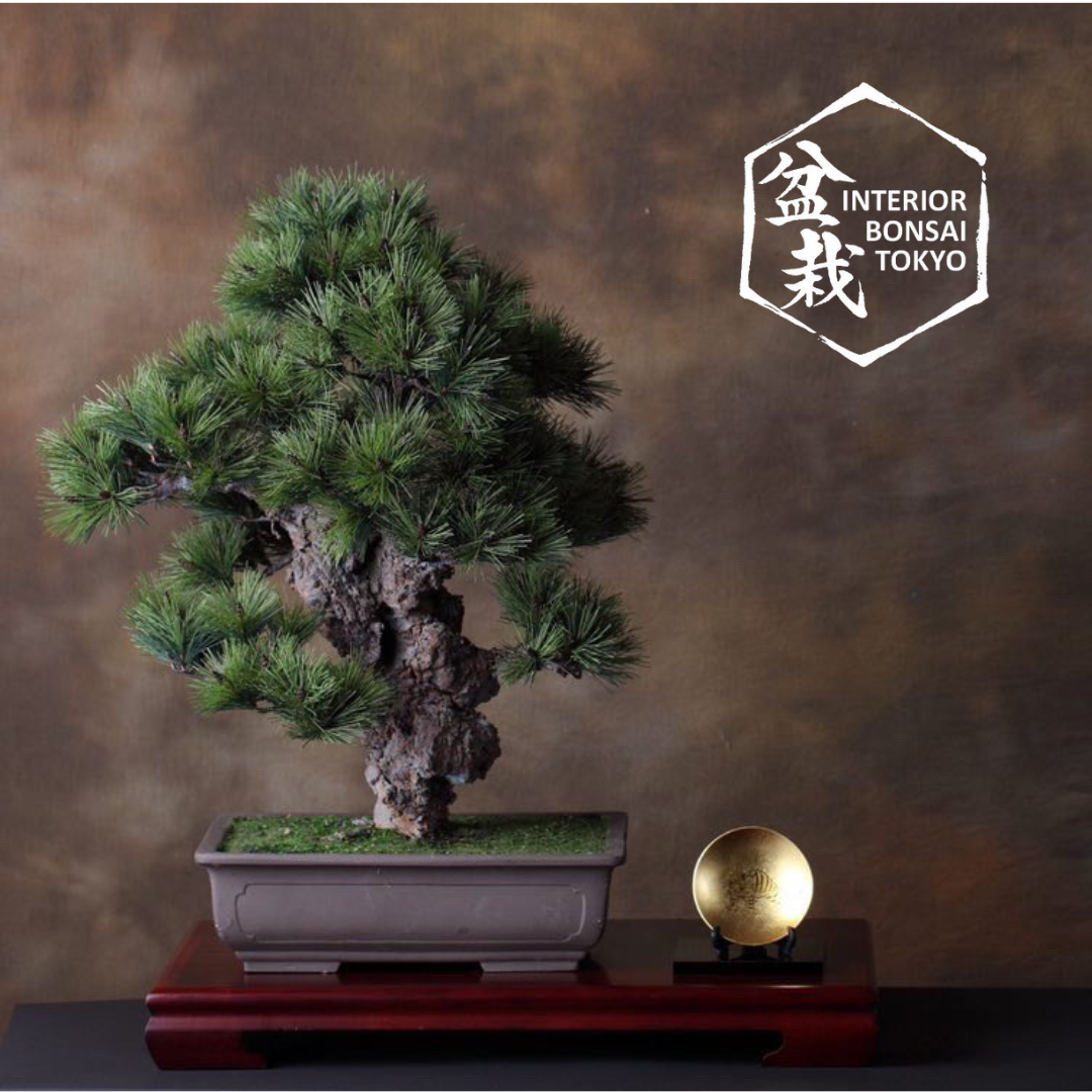 artificial bonsai pine tree Artificial Bonsai】Shingen Nishiki matsu