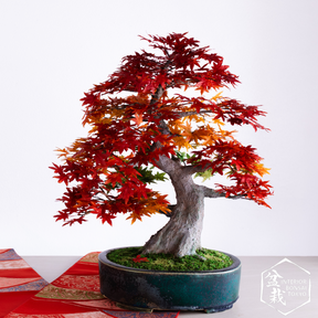 artificial maple bonsai tree Artificial Bonsai】Nobunaga