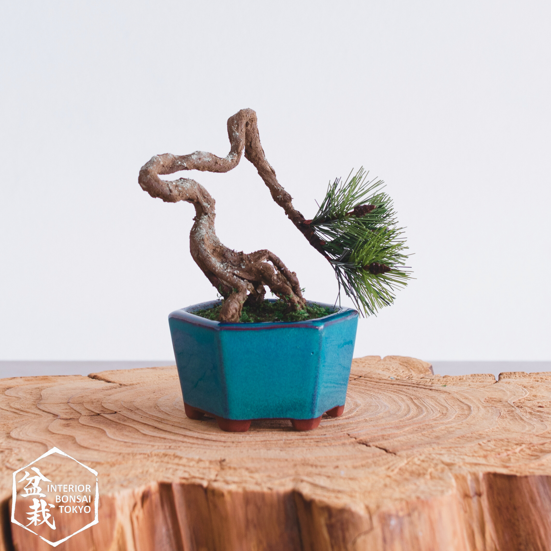 【Artificial Bonsai】Mini_0062 Neagari