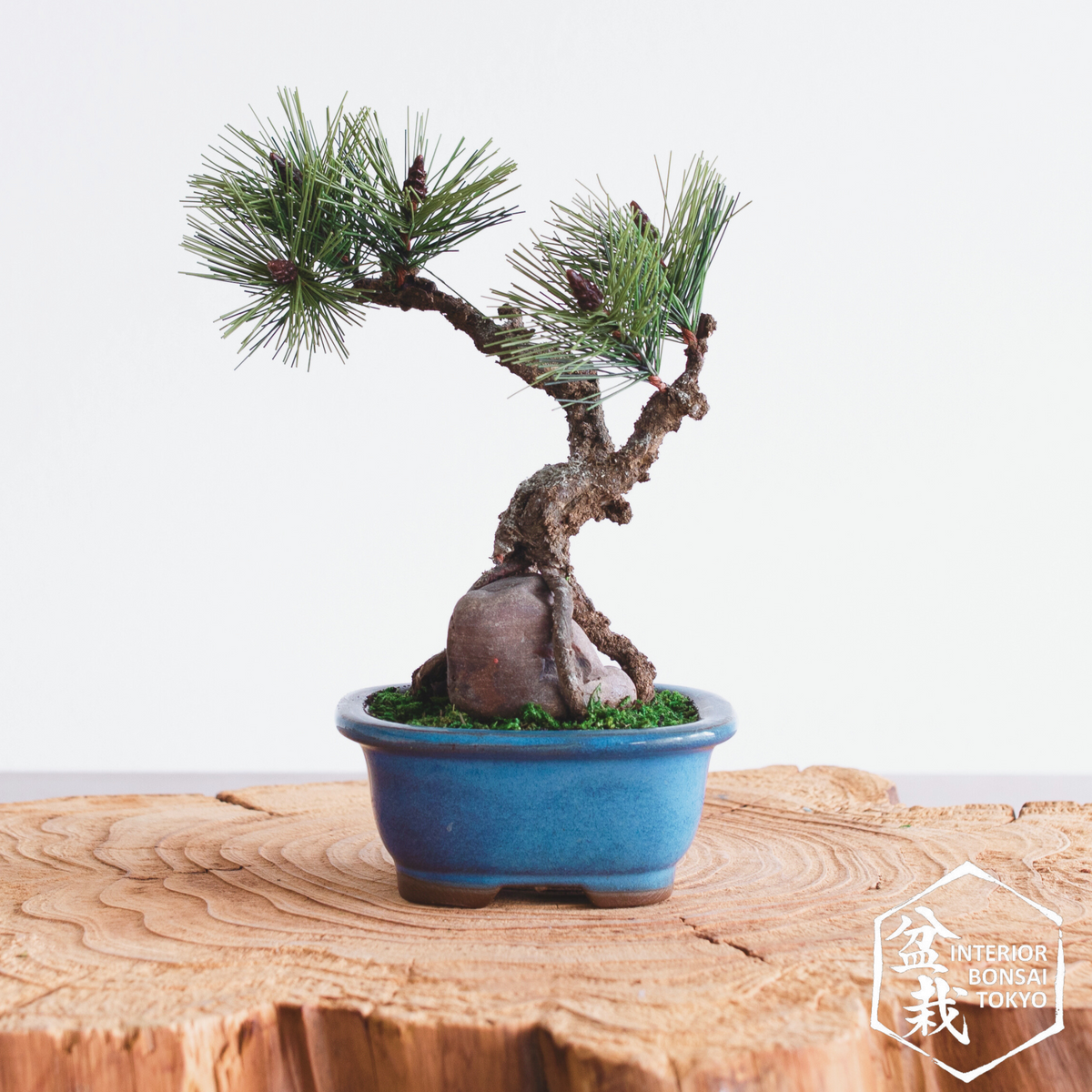 Artificial Bonsai】Mini_0067 Ishi-zuki