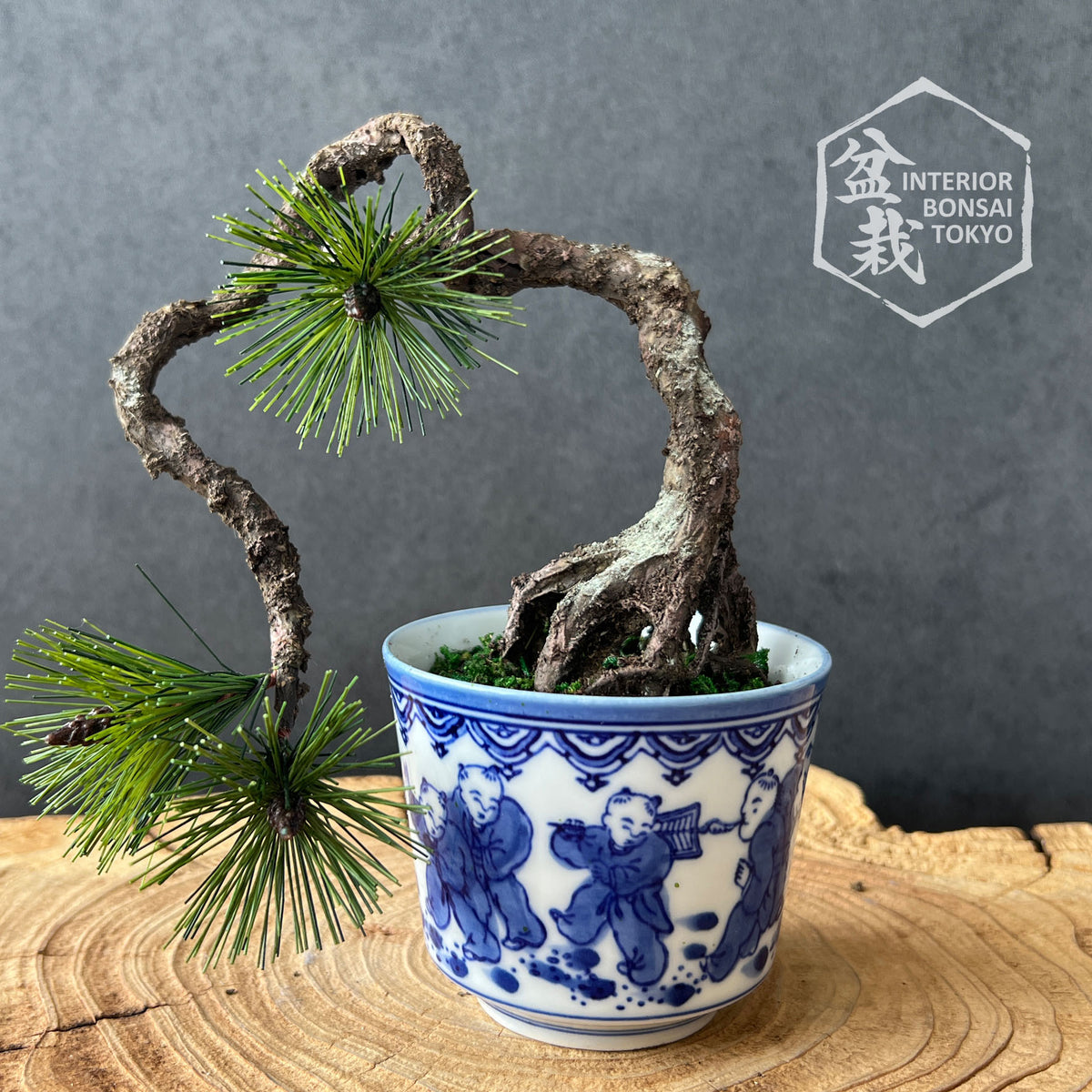 [Bonsai artificiale] Mini_0055