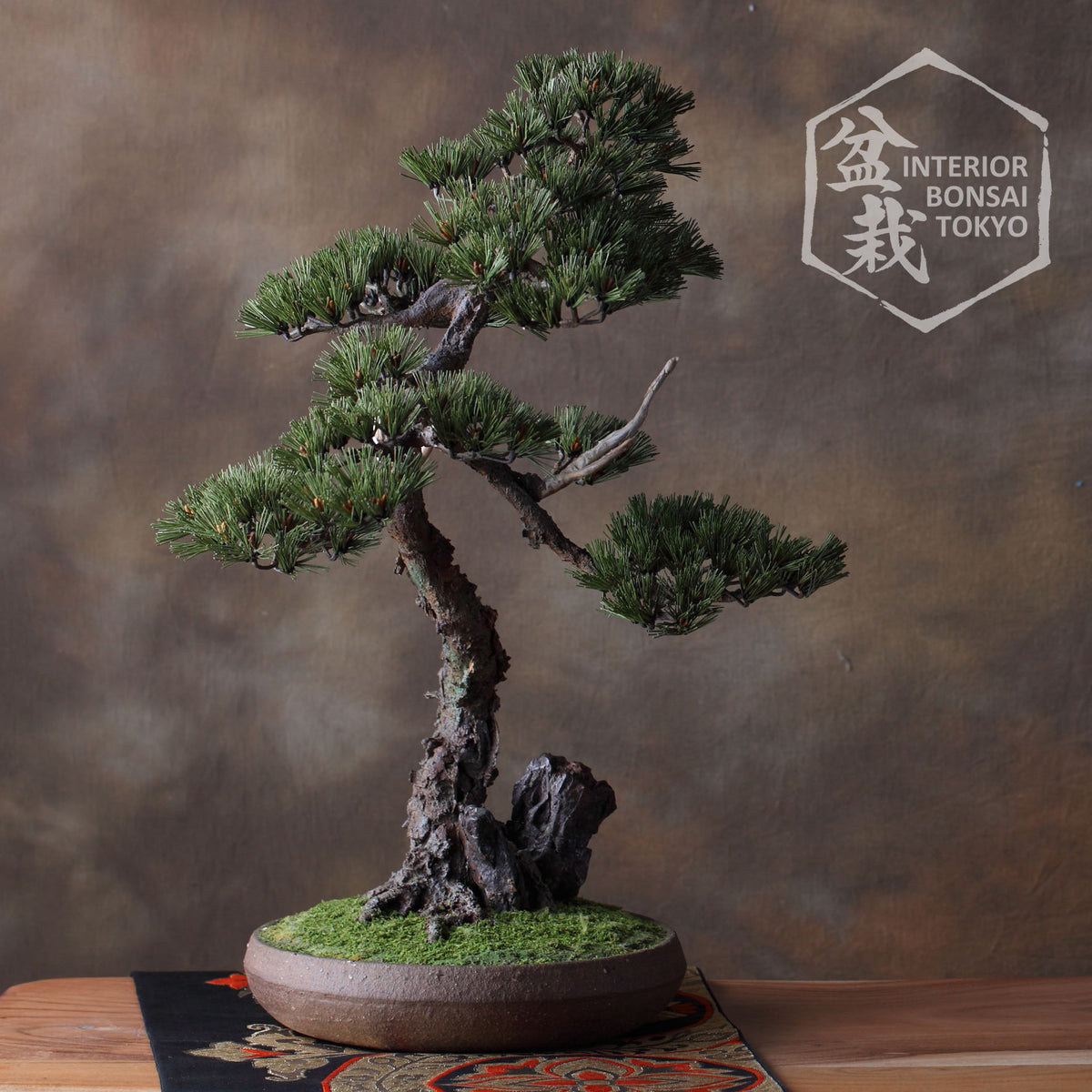 Artificial Bonsai】Tametomo