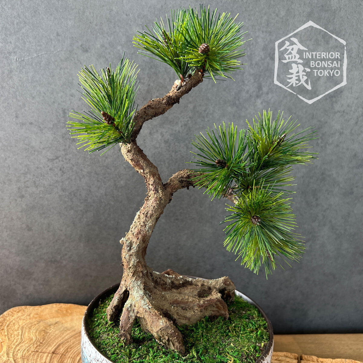 Artificial Bonsai】Toshiie