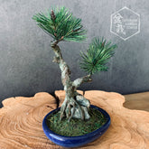 【Bonsái Artificial】Mini_0034