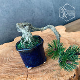 【Artificial Bonsai】Mini_0032 Hankengai
