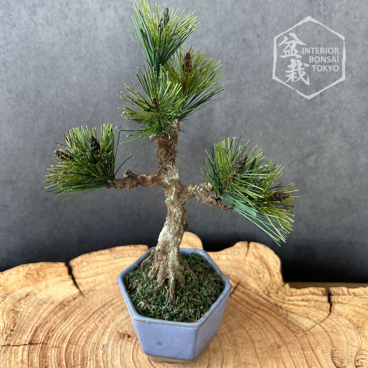 【Artificial Bonsai】Mini_0037 Chokkan