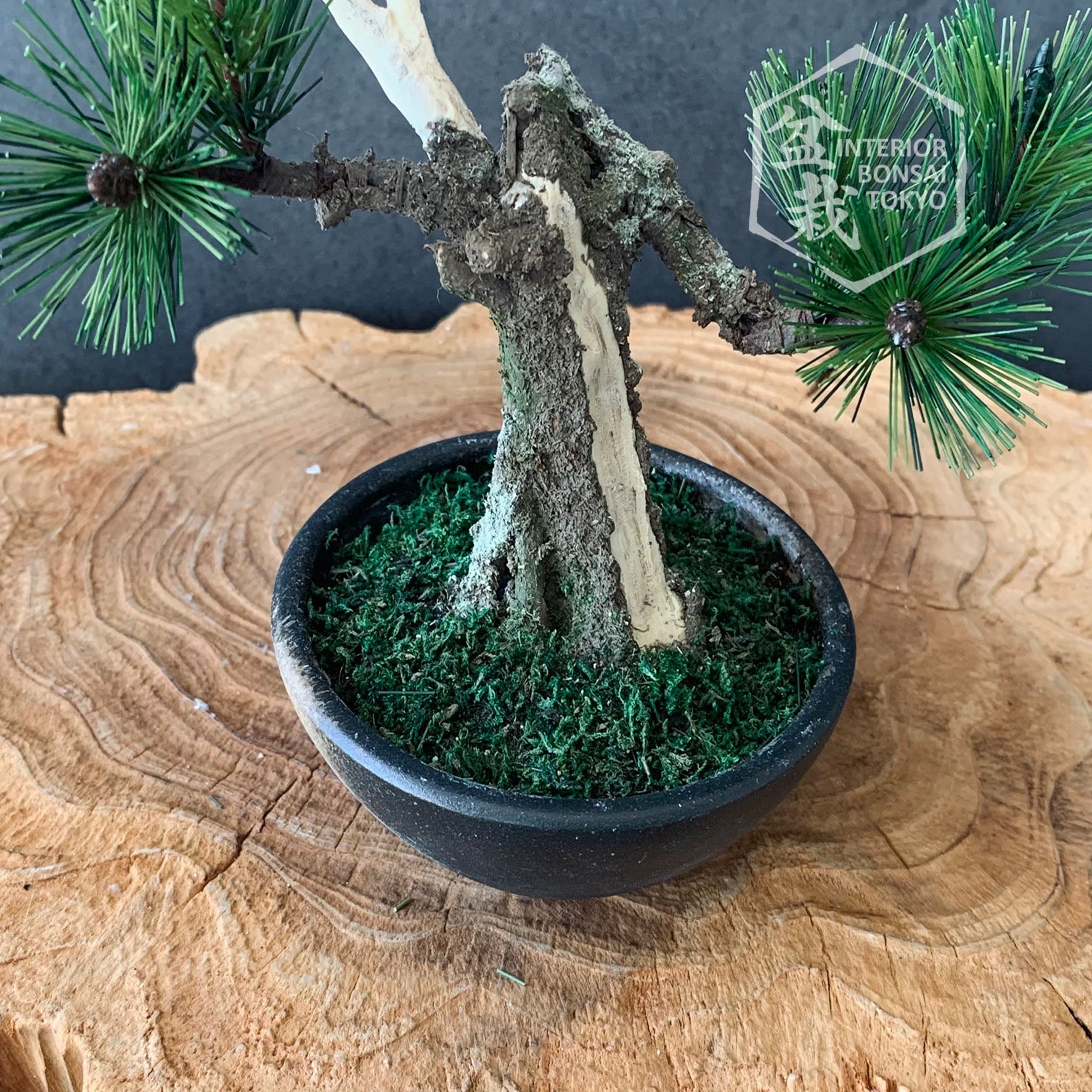 fake bonsai tree small Artificial Bonsai】Mini_0031 Jin style