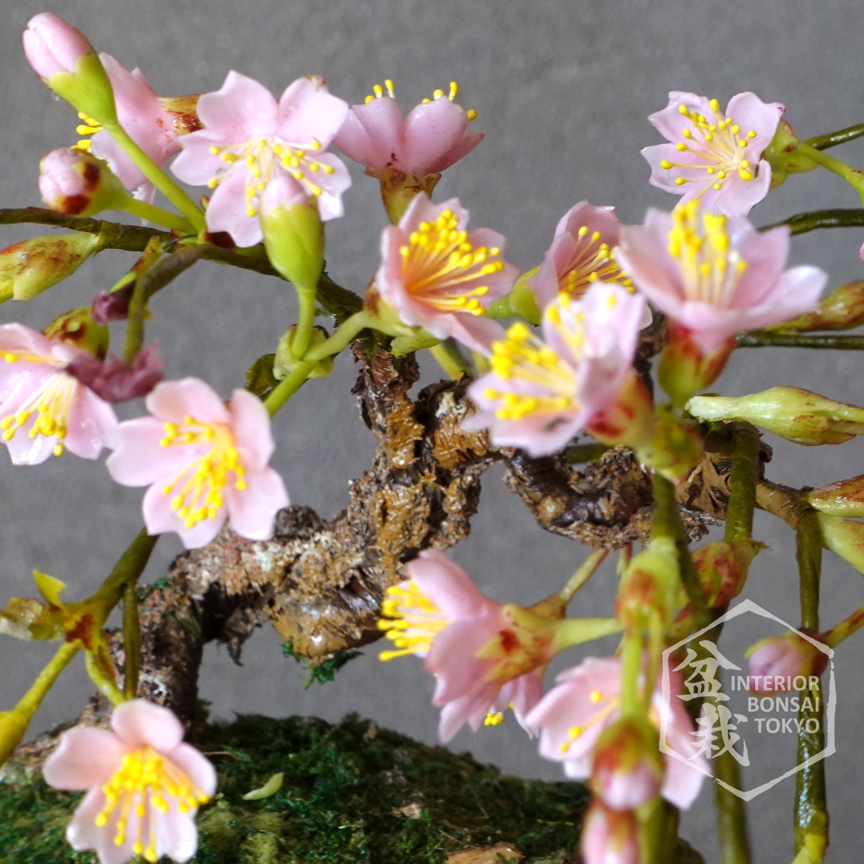 buy sakura bonsai tree Artificial Bonsai】Sakura