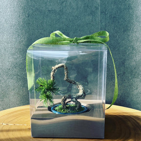 ARTIFICIAL BONSAI Workshop in ASAKUSA