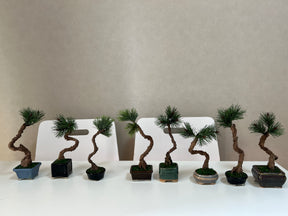 ARTIFICIAL BONSAI Workshop in ASAKUSA